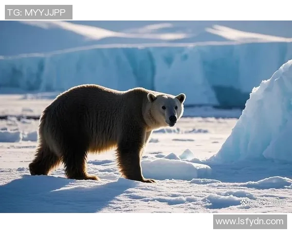 灰熊生态与行为研究：揭示北美森林中王者的生存智慧与挑战